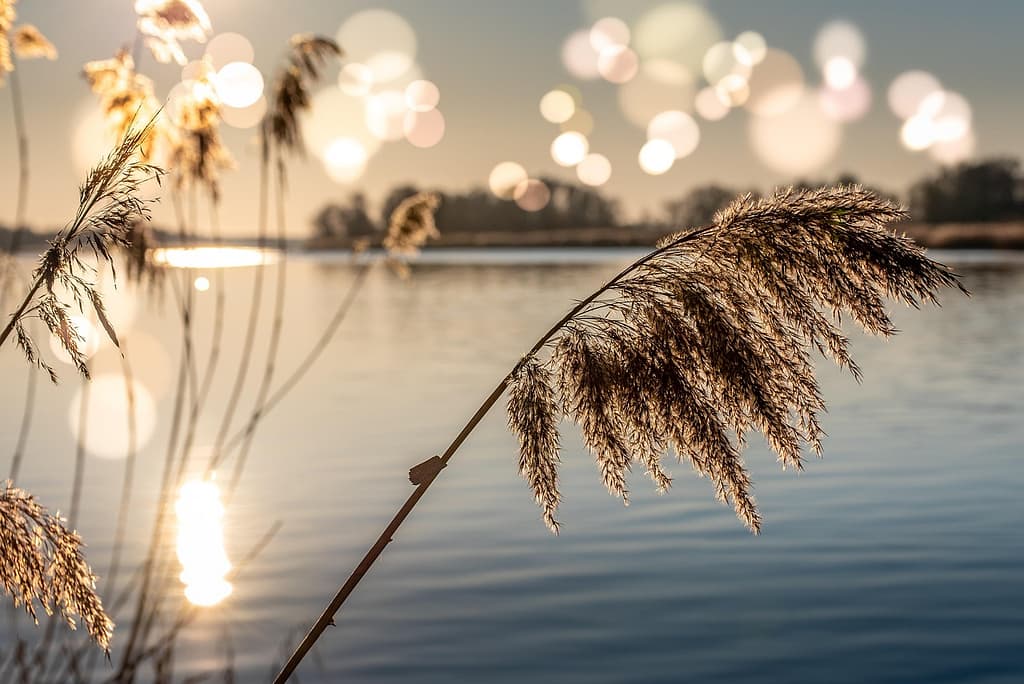 Peaceful river scene captured using landscape photography with bokeh effect, featuring a softly blurred background and glowing water reflections.