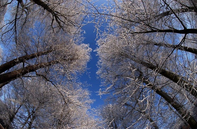 showing camera mounted under trees in a forest