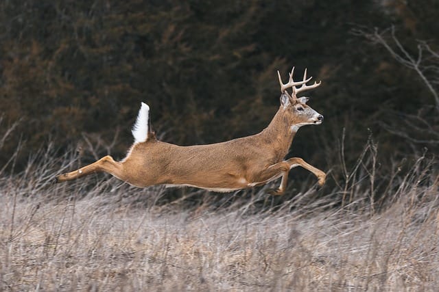 Trophy buck walking past trail camera